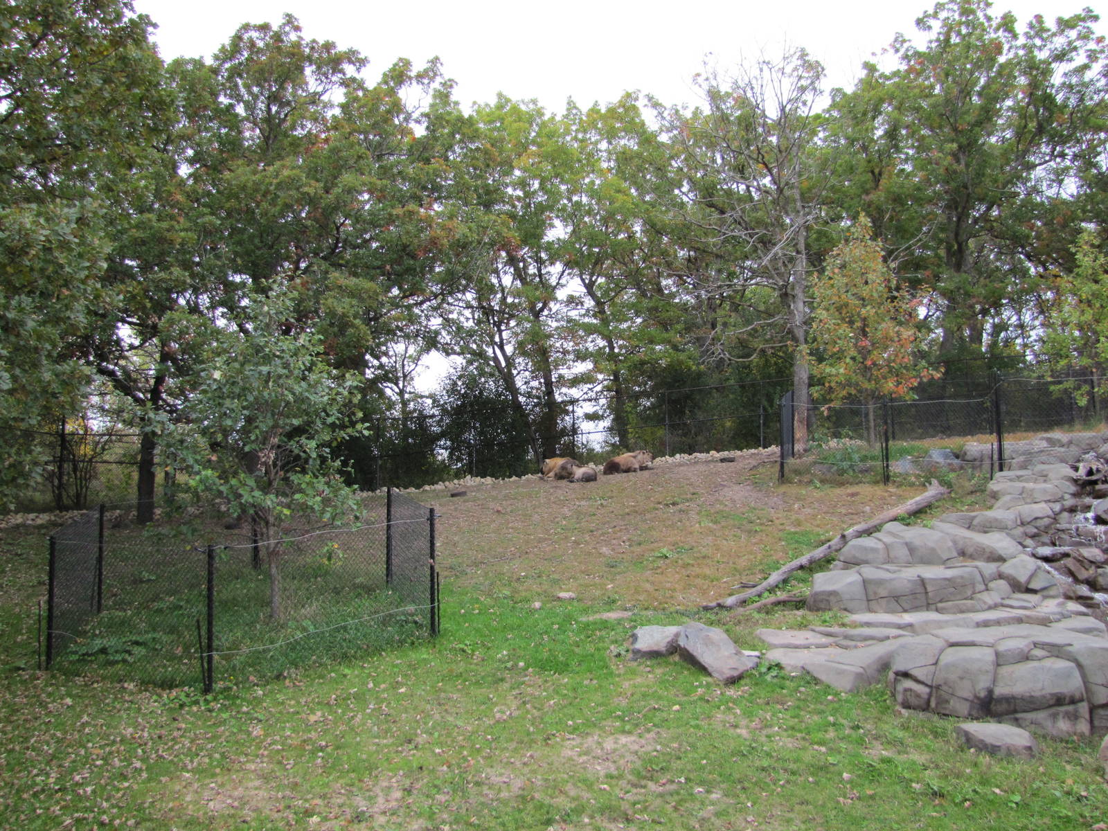Minnesota Zoo 2010 - Another side of Sichuan Takin exhibit