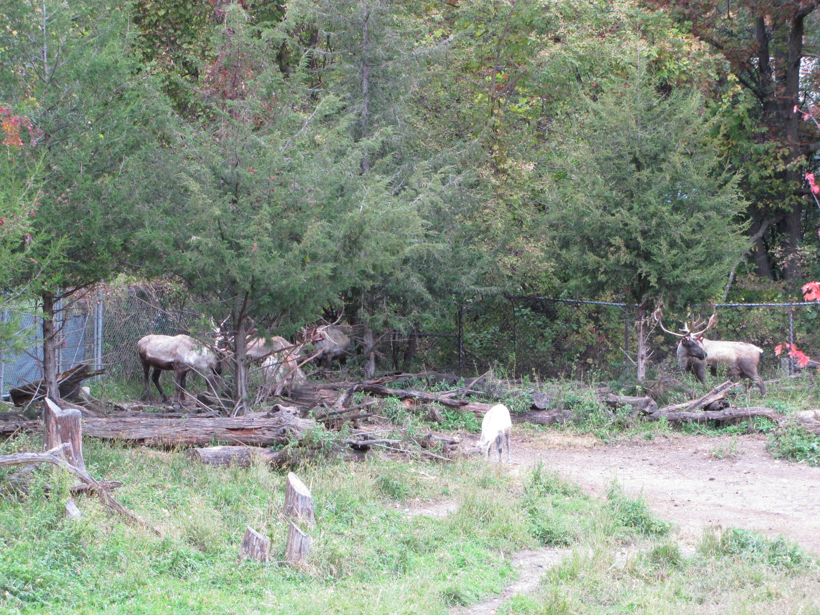 Minnesota Zoo 2010 - Caribou group