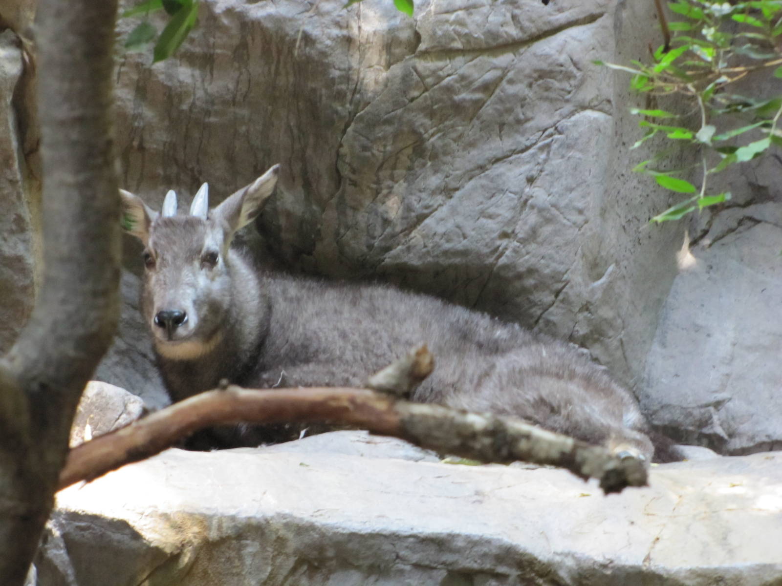 Minnesota Zoo 2010 - Central Chinese Goral inside Tropics Trail