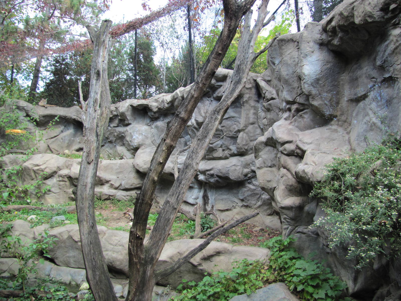 Minnesota Zoo 2010 - Cougar exhibit in Minnesota Trail