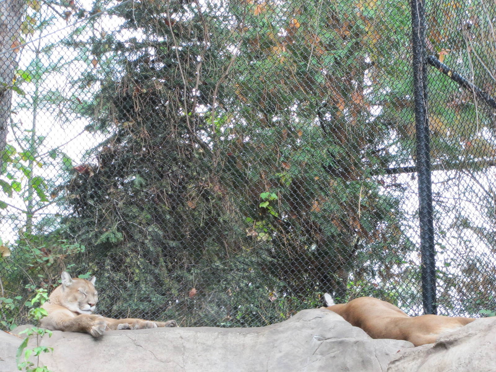 Minnesota Zoo 2010 - Cougar in Minnesota Trail