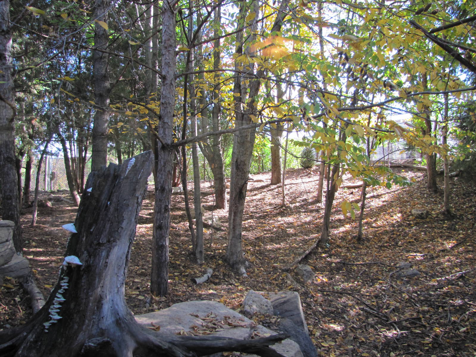 Minnesota Zoo 2010 - Coyote enclosure in Minnesota Trail