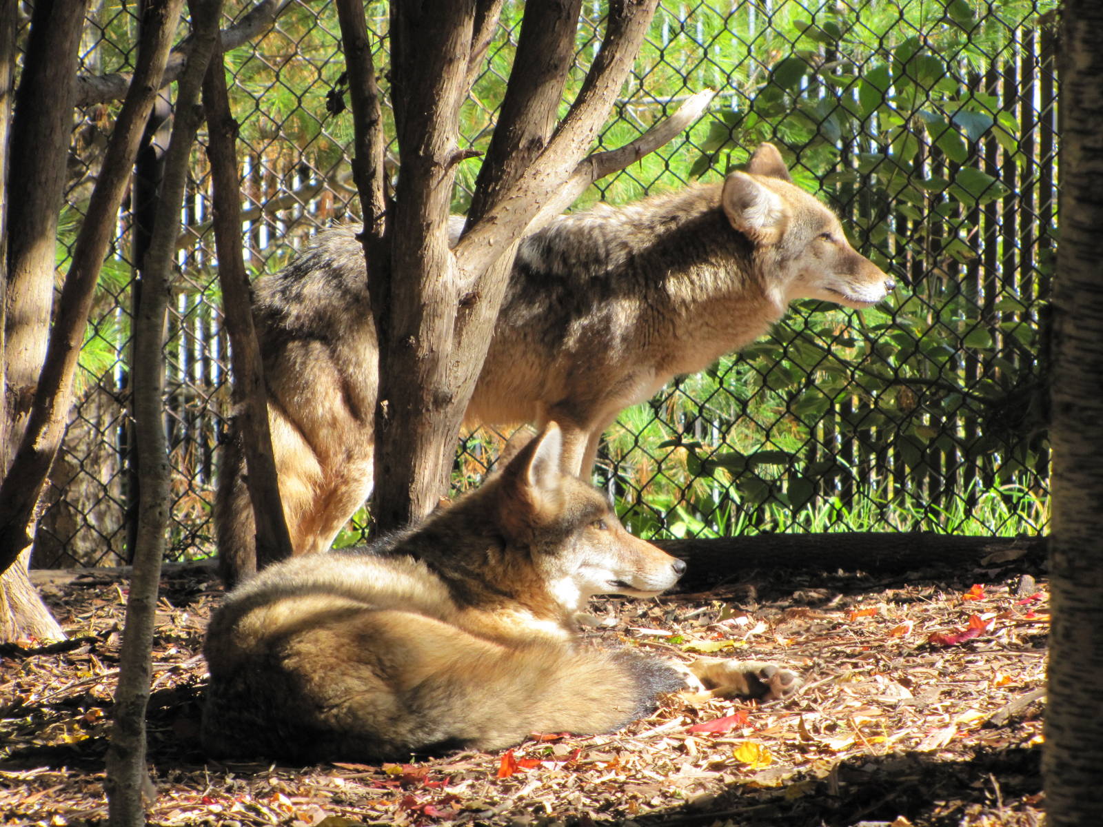 Minnesota Zoo 2010 - Coyote in Minnesota Trail