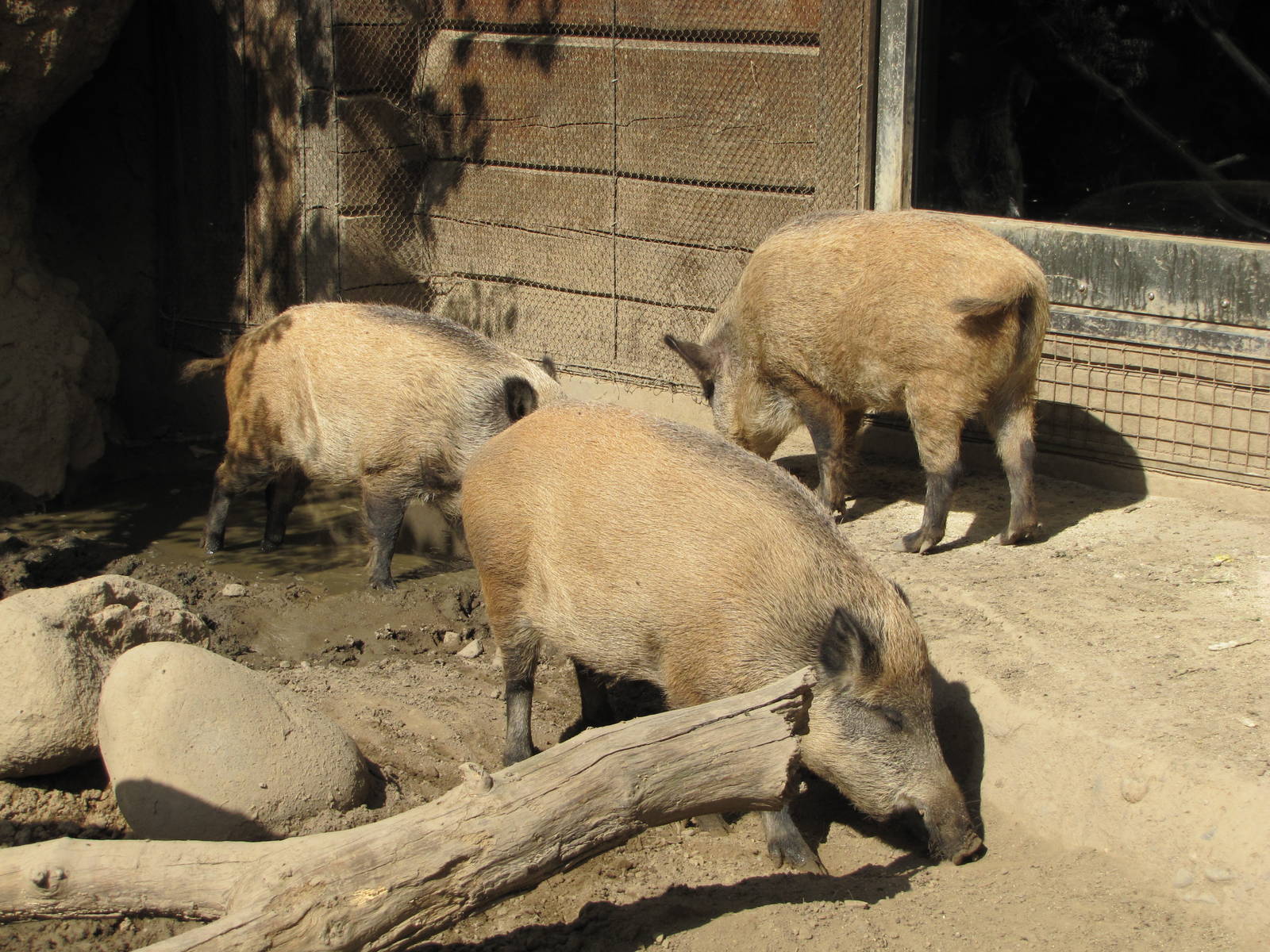 Minnesota Zoo 2010 - European Wild Boar
