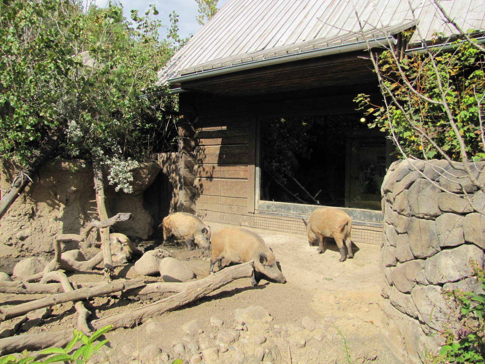 Minnesota Zoo 2010 - First part of European Wild Boar exhibit in Grizzly Co