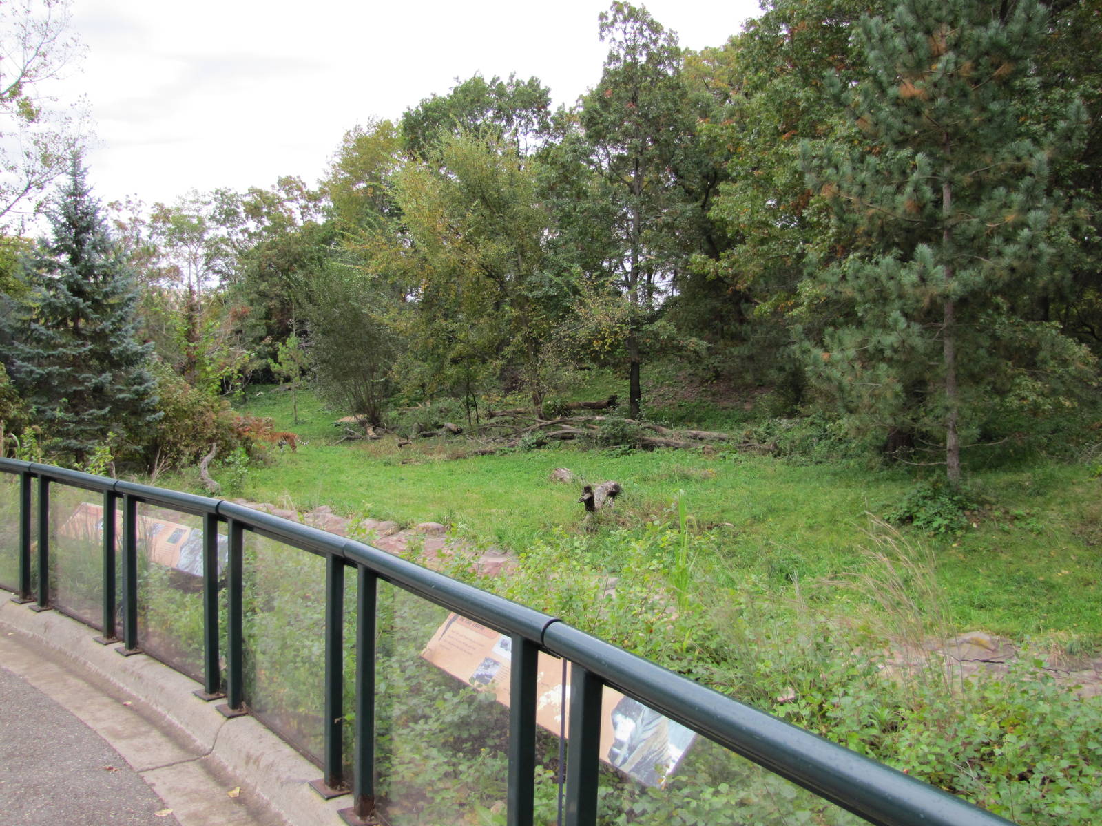 Minnesota Zoo 2010 - Front of massive Amur Tiger exhibit