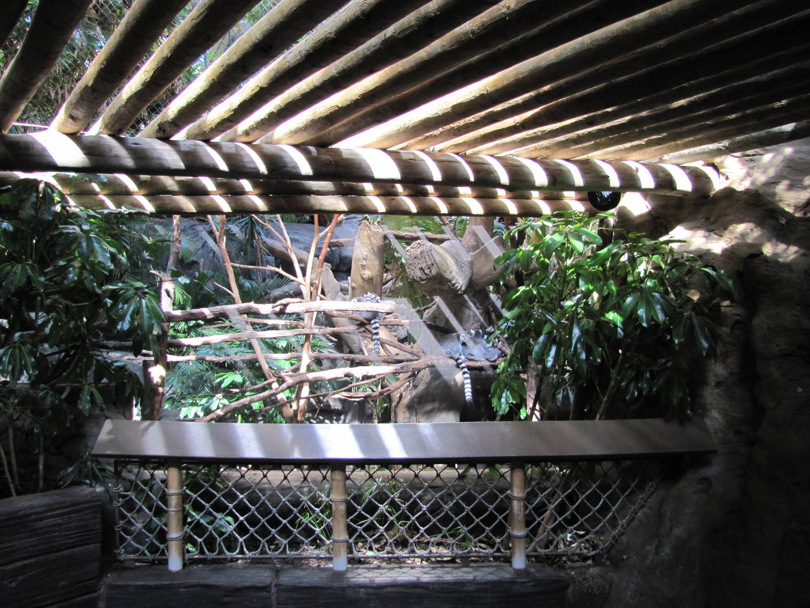 Minnesota Zoo 2010 - Front of Ring-tailed Lemur exhibit in Tropics Trail