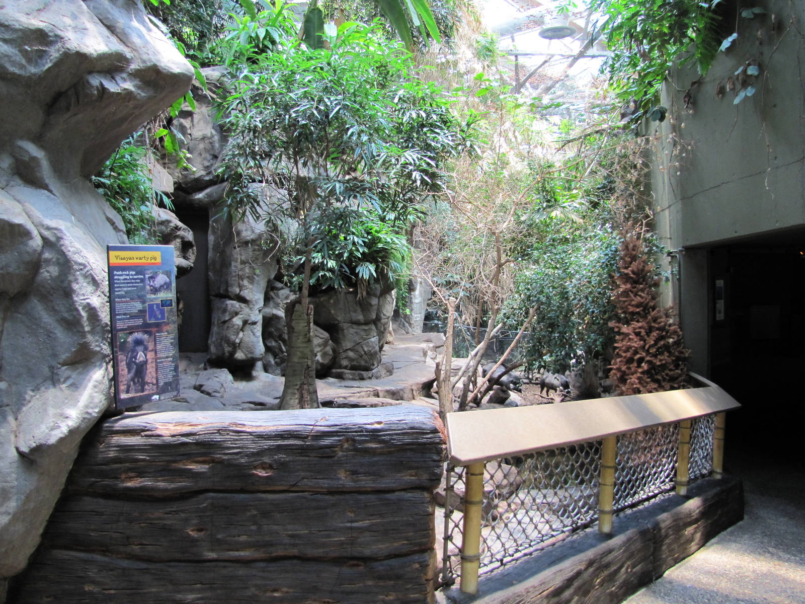 Minnesota Zoo 2010 - Front of Visayan Warty Pig exhibit inside Tropics Trai