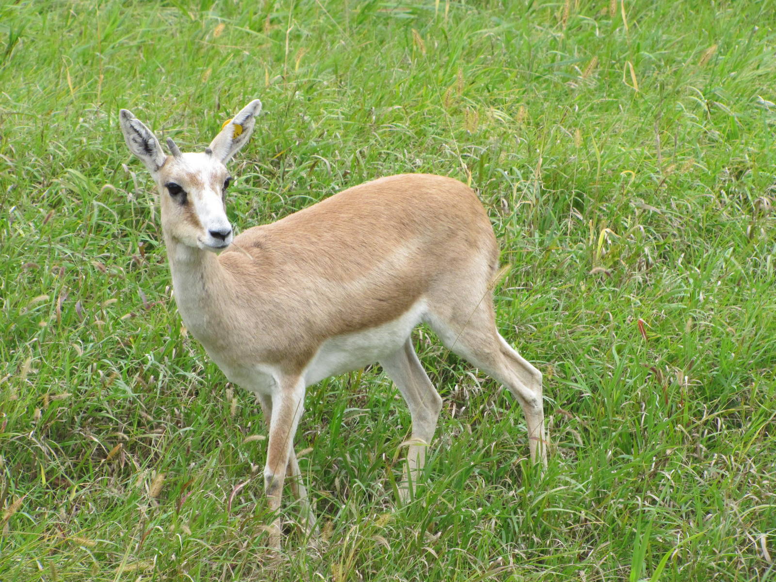 Minnesota Zoo 2010 - Goitered Gazelle