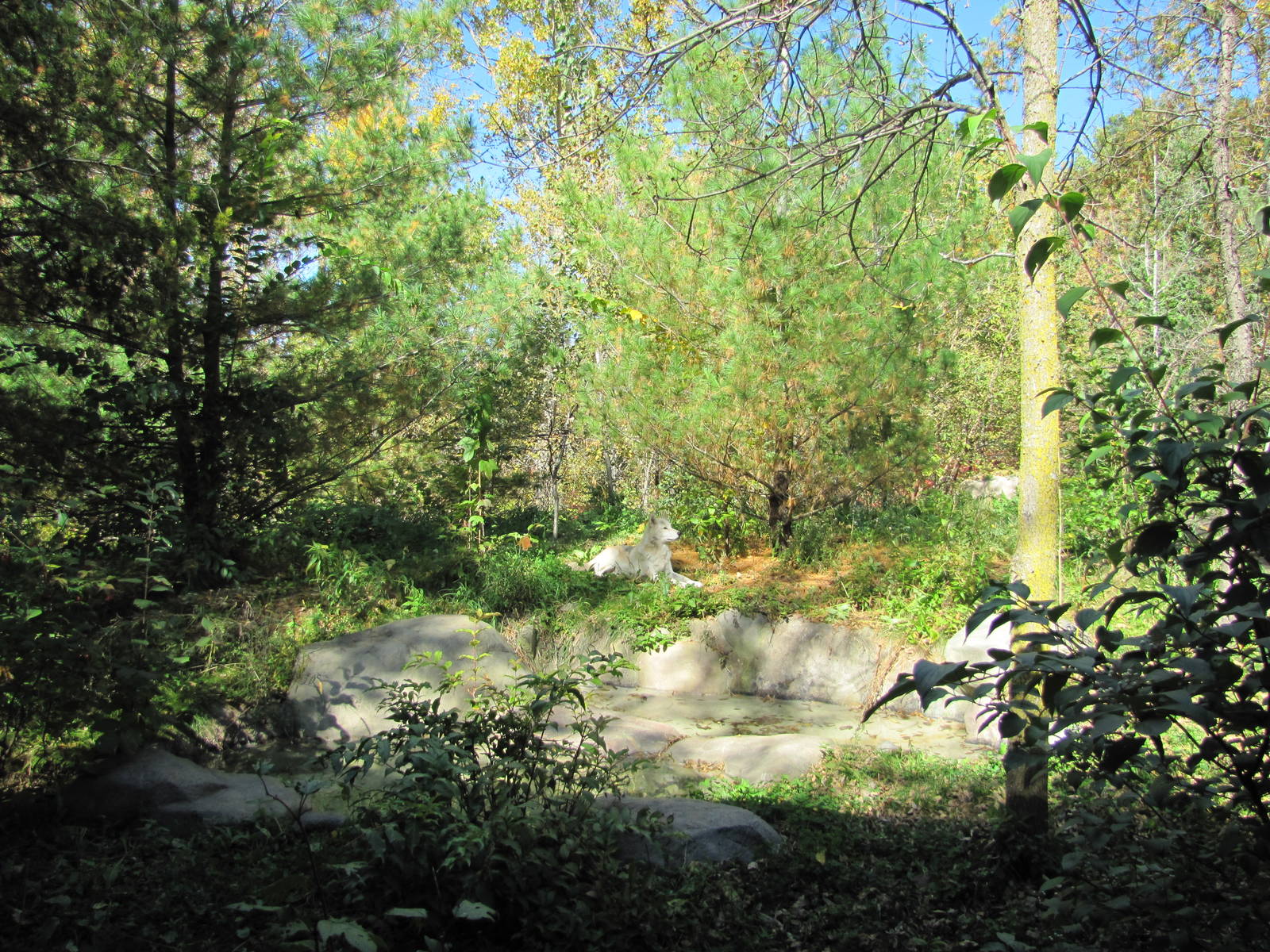 Minnesota Zoo 2010 - Gray Wolf enclosure in Minnesota Trail