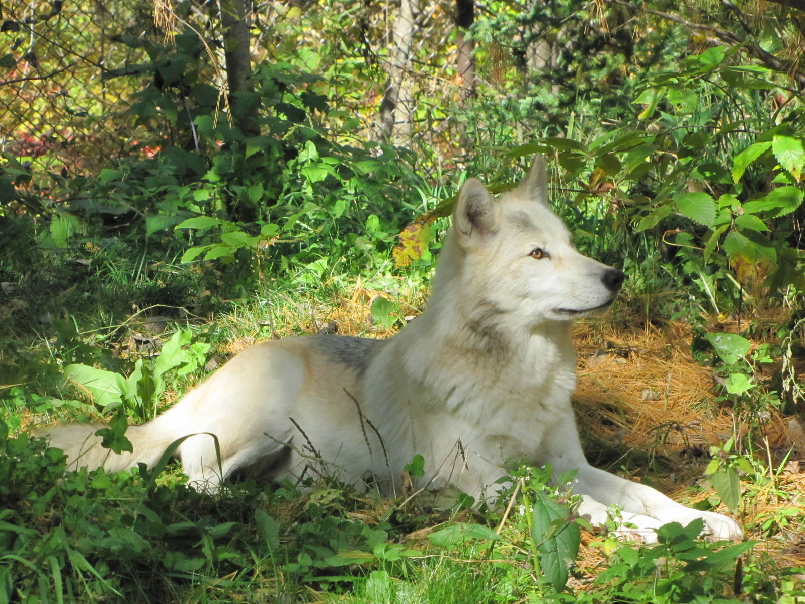 Minnesota Zoo 2010 - Gray Wolf in Minnesota Trail