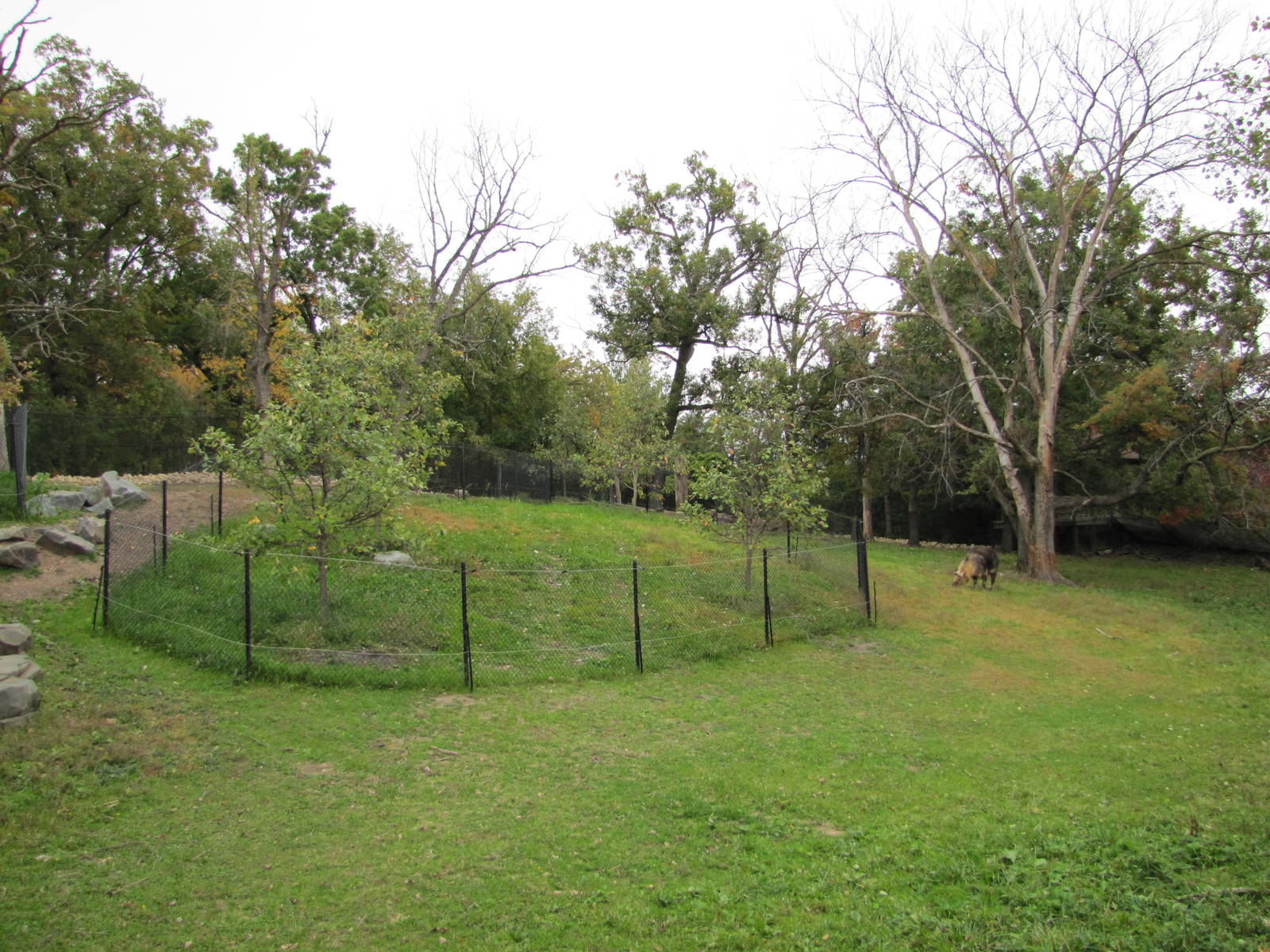 Minnesota Zoo 2010 - Inside Sichuan Takin exhibit