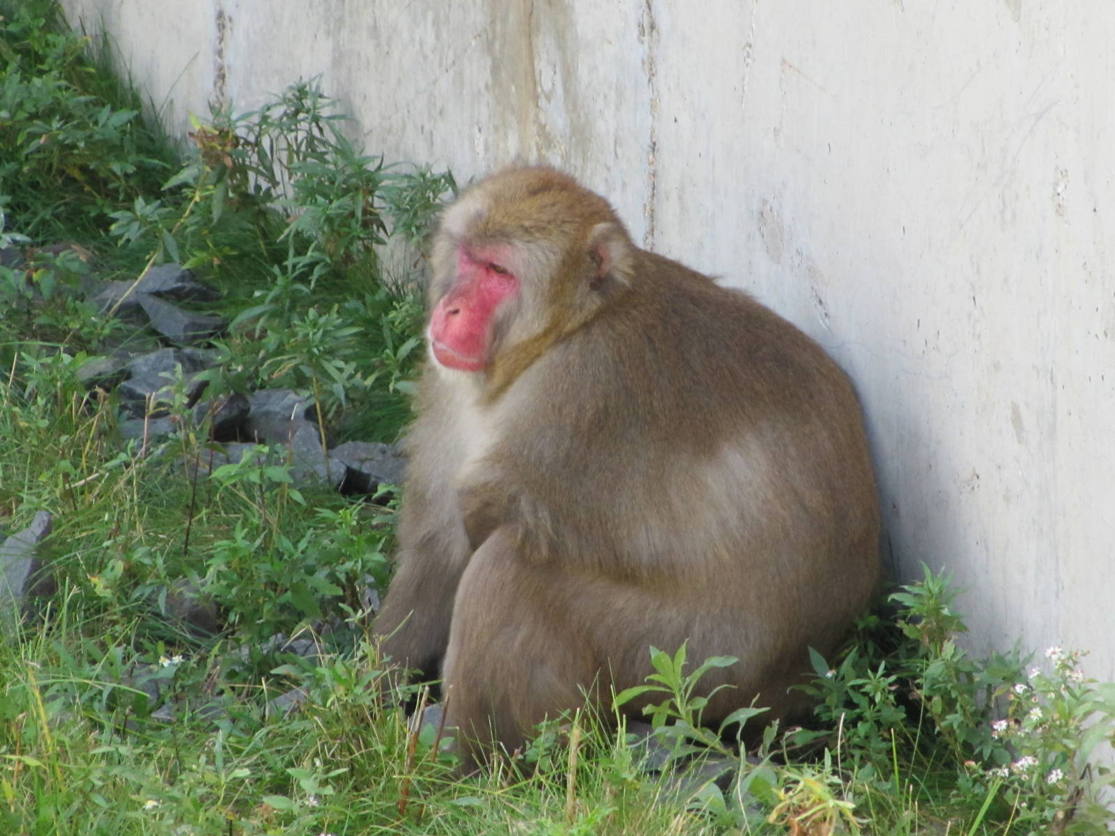 Minnesota Zoo 2010 - Japanese Macaque
