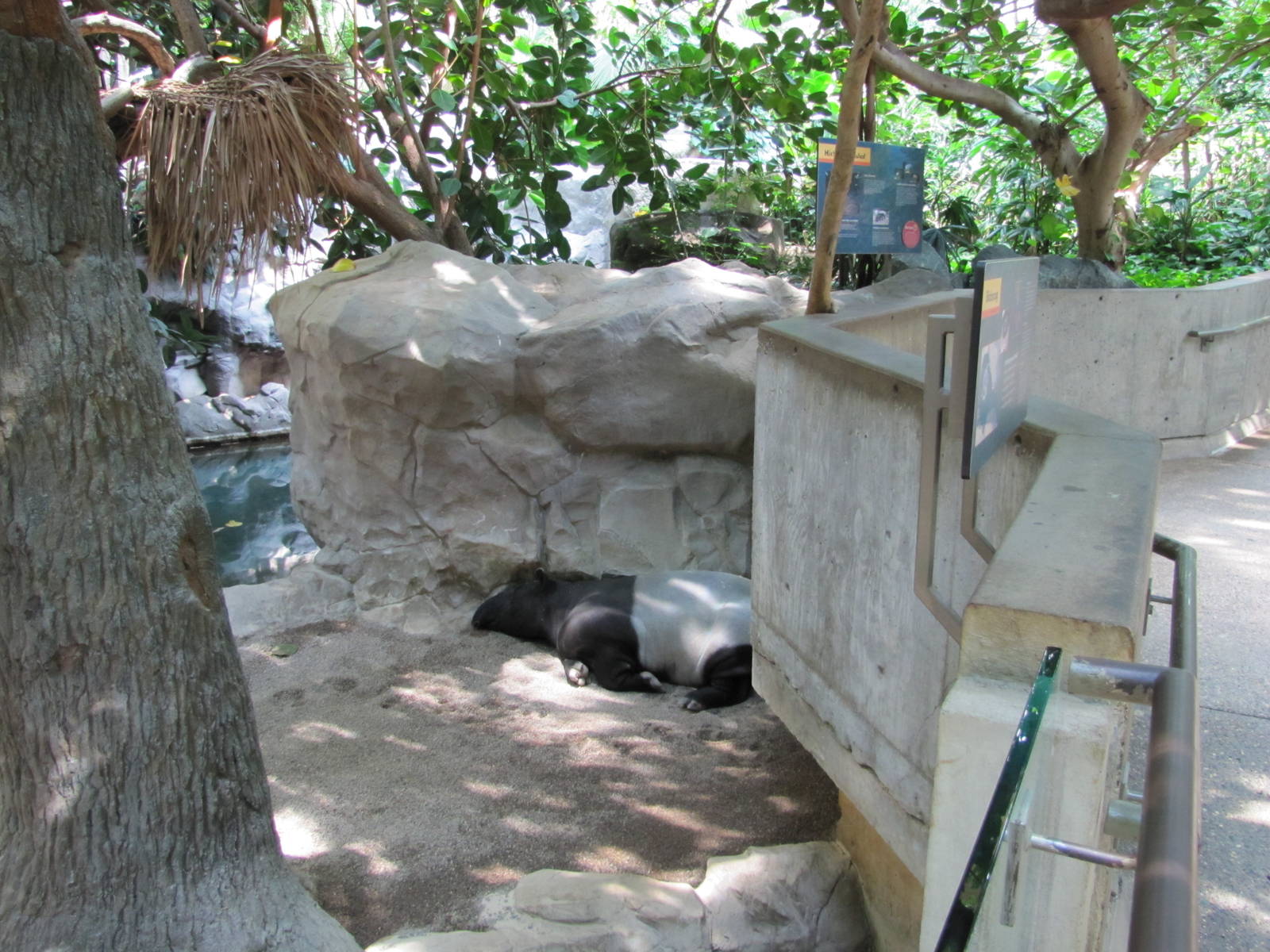 Minnesota Zoo 2010 - Malayan Tapir inside Tropics Trail