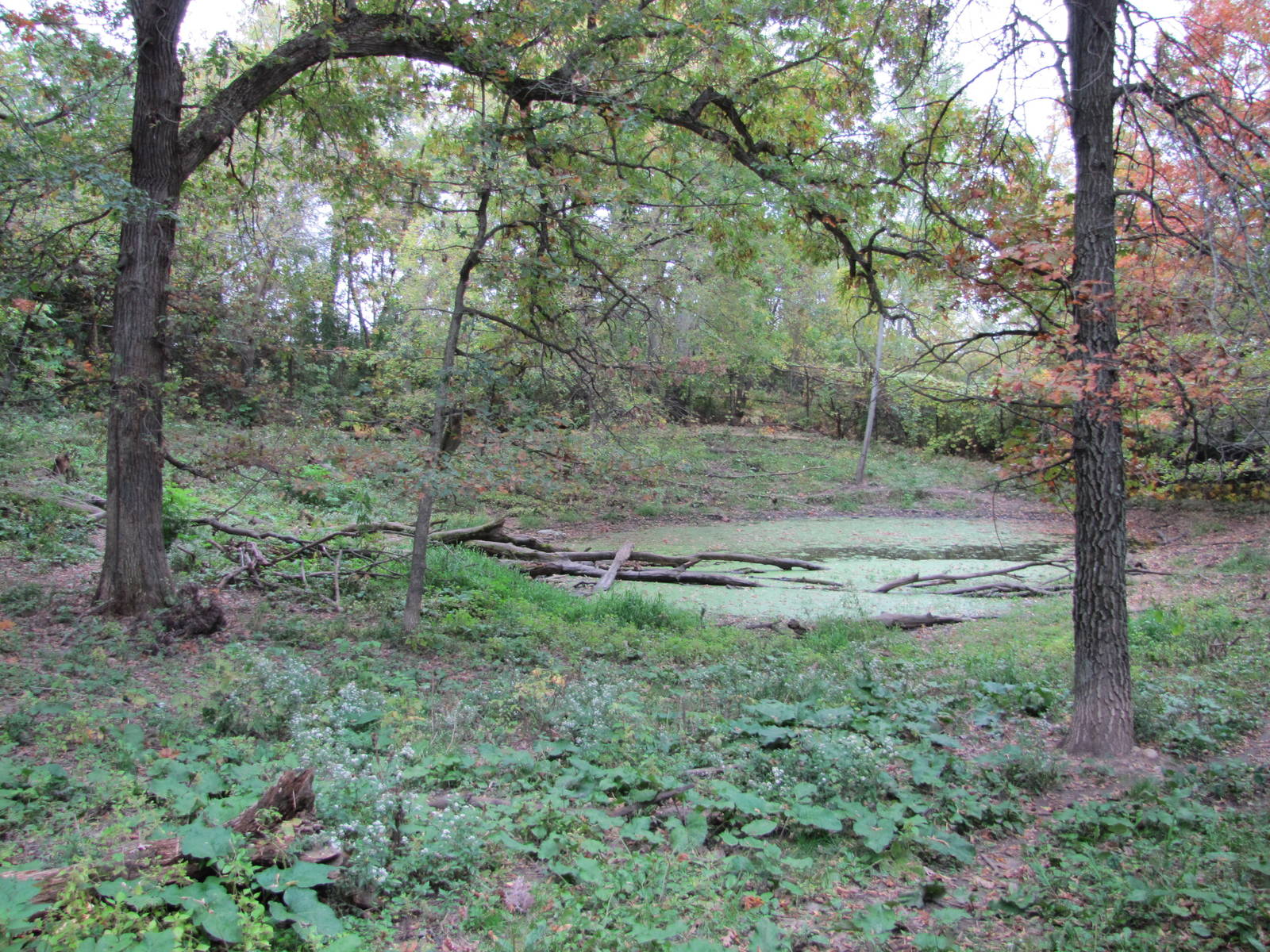 Minnesota Zoo 2010 - Mexican Grey Wolf exhibit