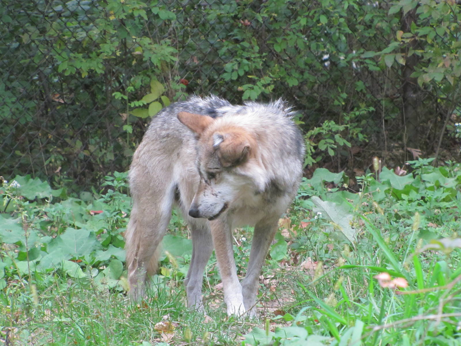 Minnesota Zoo 2010 - Mexican Grey Wolf