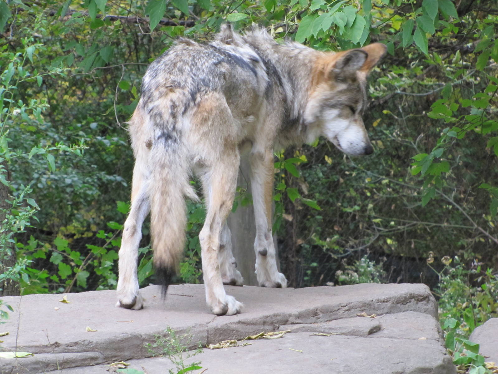 Minnesota Zoo 2010 - Mexican Grey Wolf