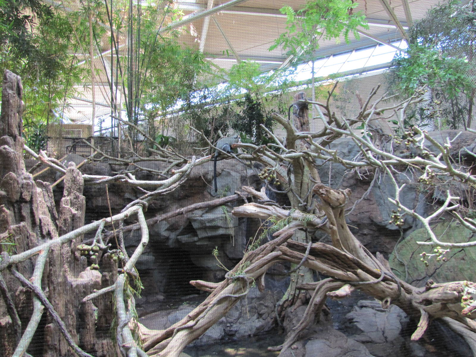 Minnesota Zoo 2010 - Mixed exhibit inside Tropics Trail