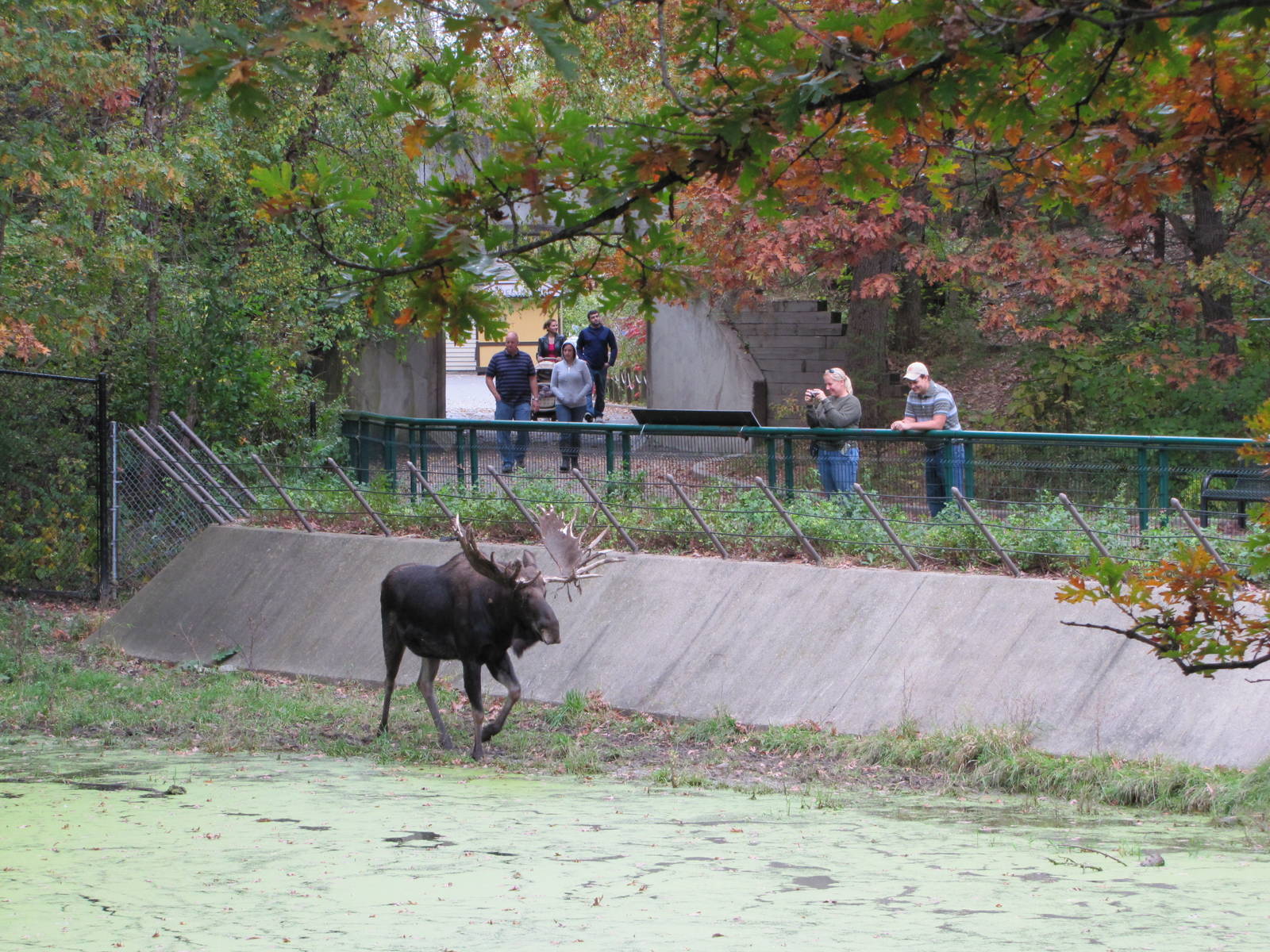 Minnesota Zoo 2010 - Moose