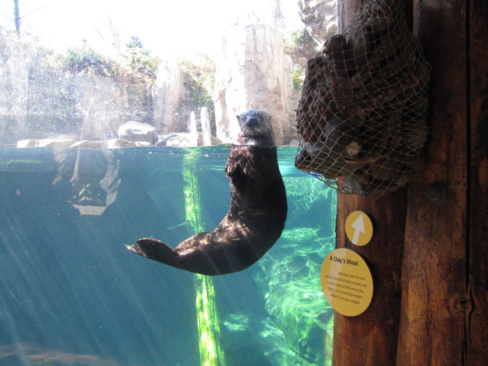 Minnesota Zoo 2010 - More of that amazing Sea Otter