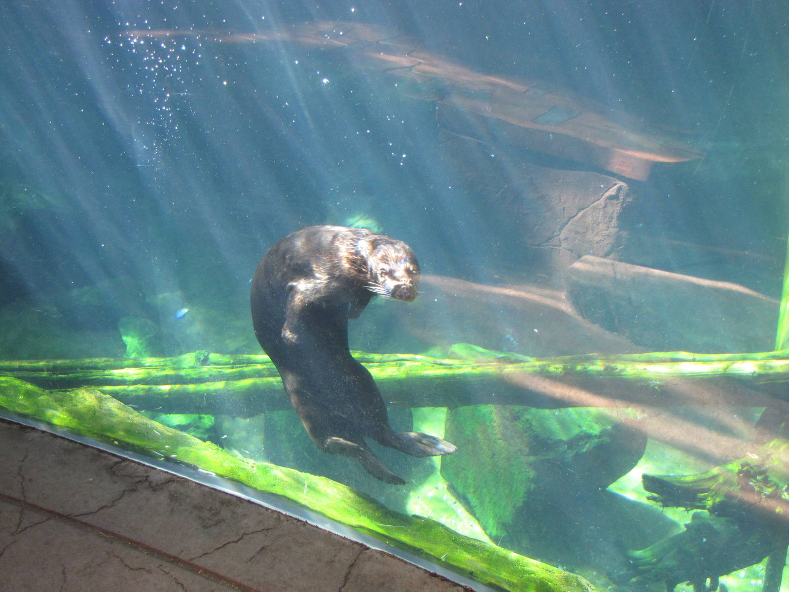 Minnesota Zoo 2010 - More of that amazing Sea Otter