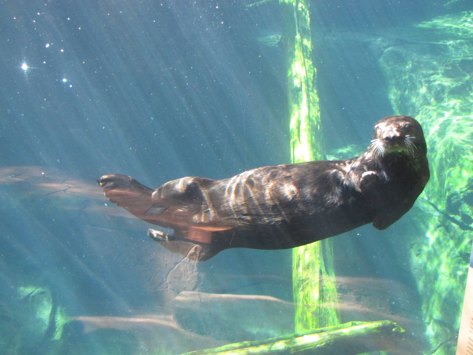Minnesota Zoo 2010 - More of that amazing Sea Otter
