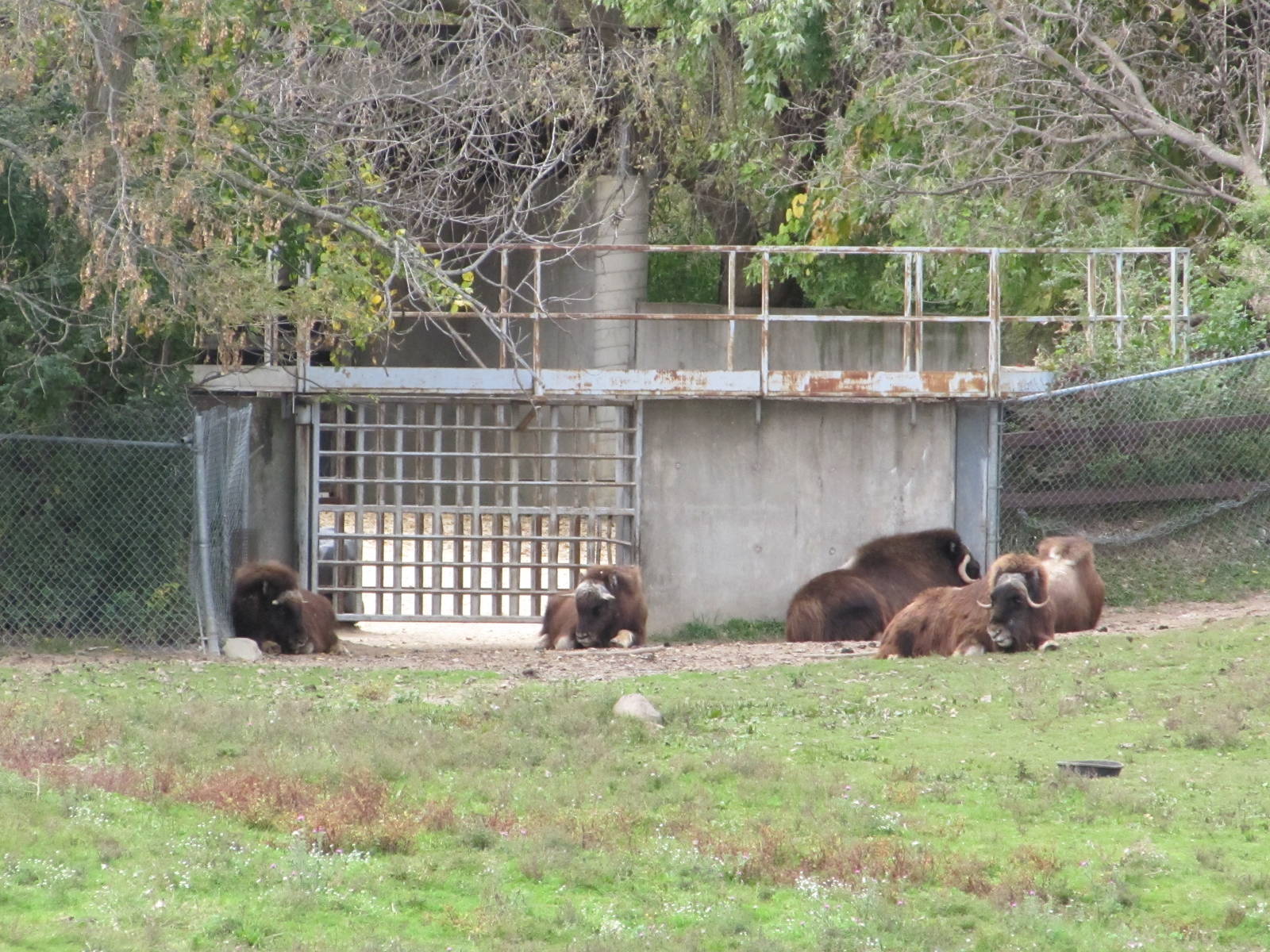 Minnesota Zoo 2010 - Muskox group