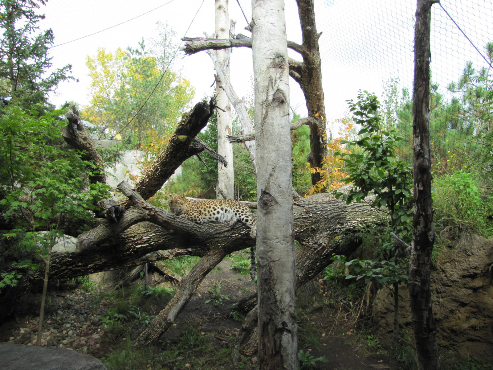 Minnesota Zoo 2010 - One of the great Amur Leopard exhibits