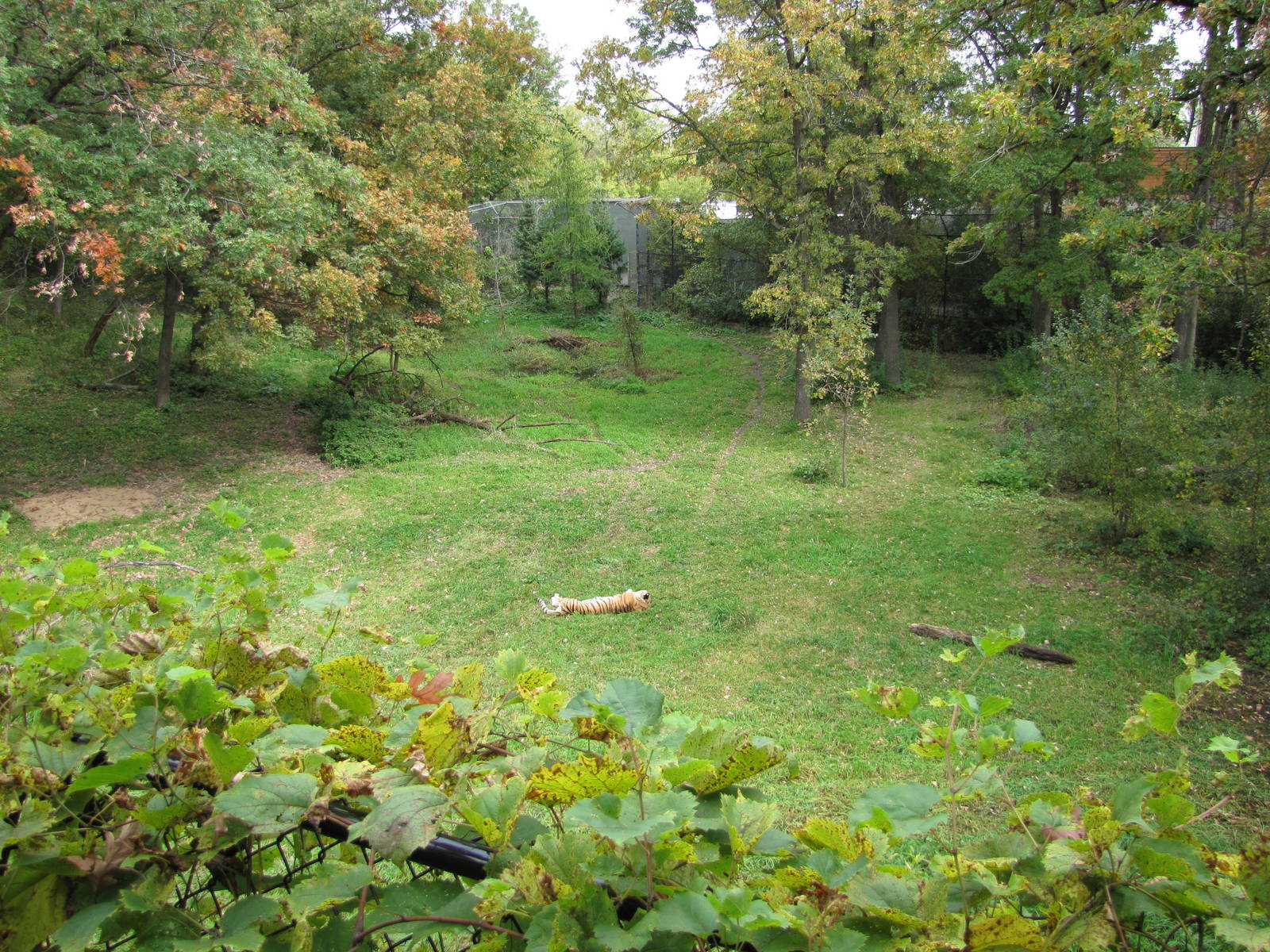 Minnesota Zoo 2010 - Part of amazing Amur Tiger exhibit