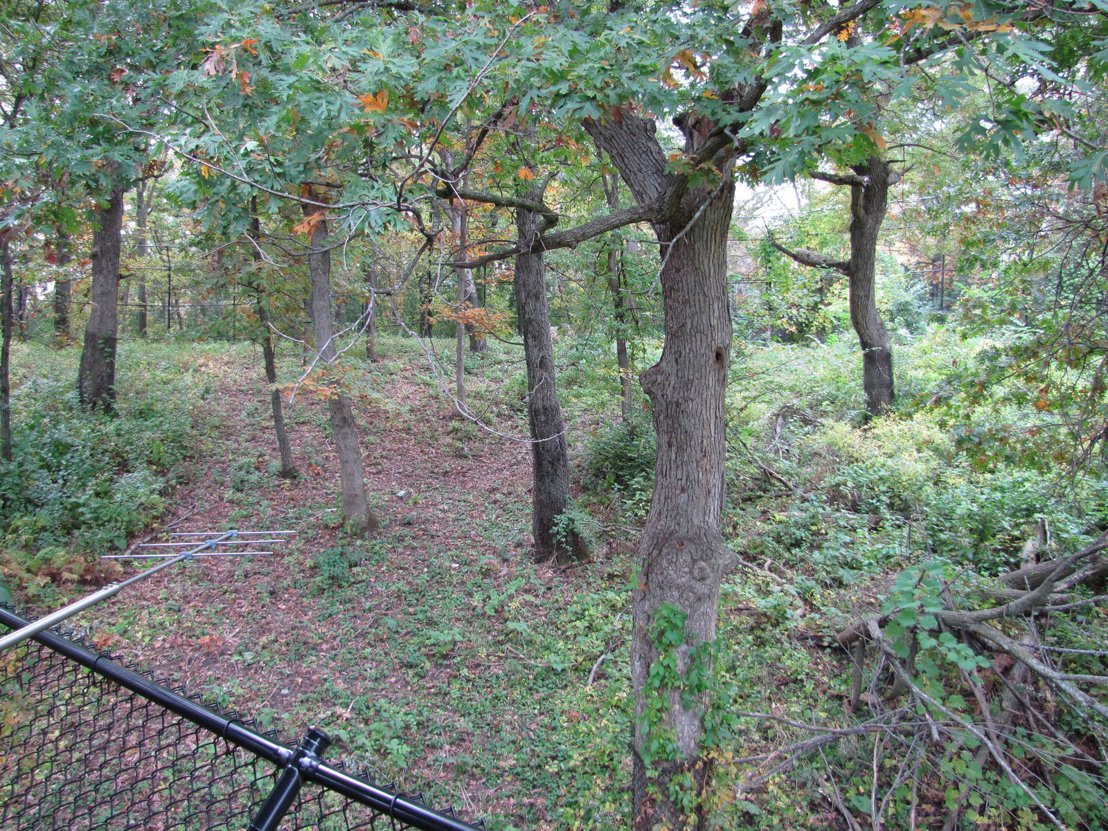 Minnesota Zoo 2010 - Part of amazing Amur Tiger exhibit