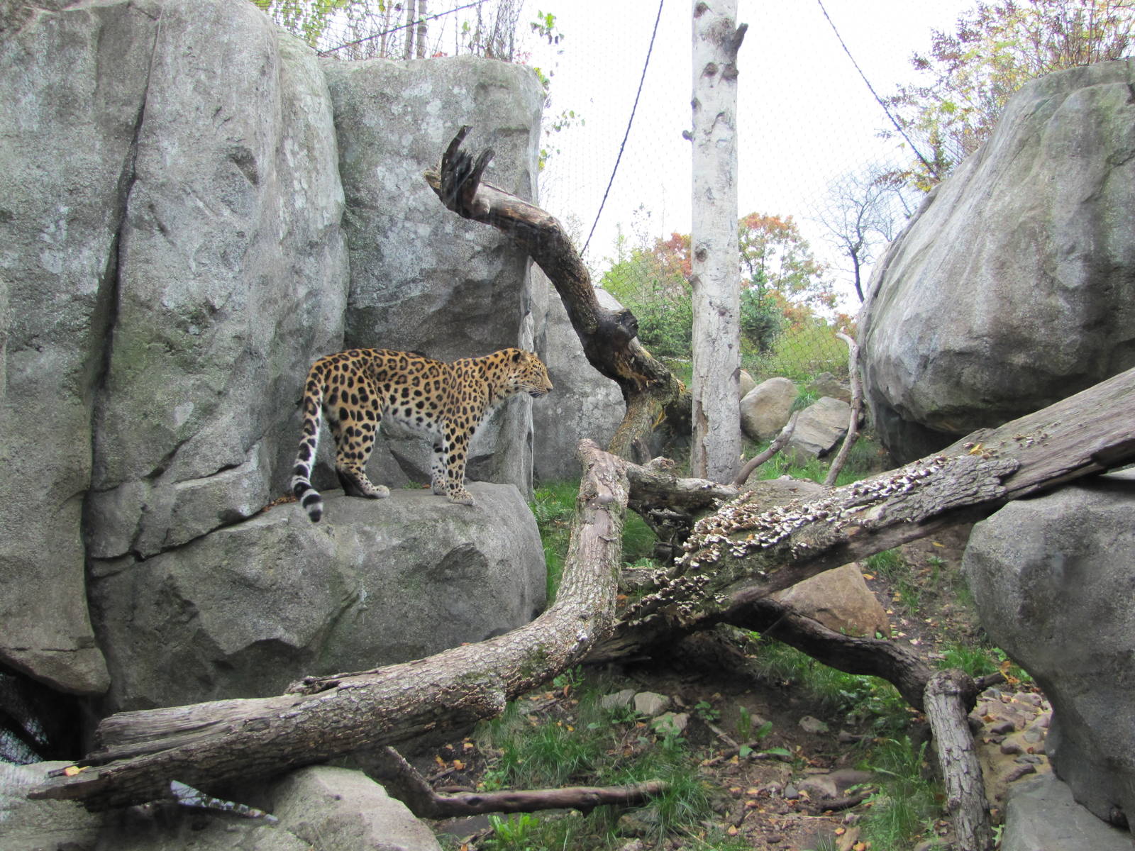 Minnesota Zoo 2010 - Part of Amur Leopard exhibit