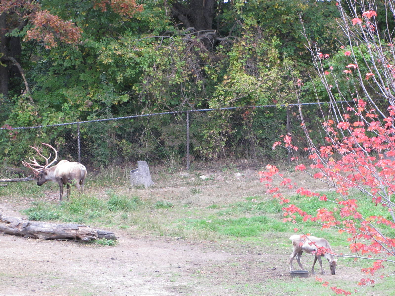 Minnesota Zoo 2010 - Part of Caribou exhibit