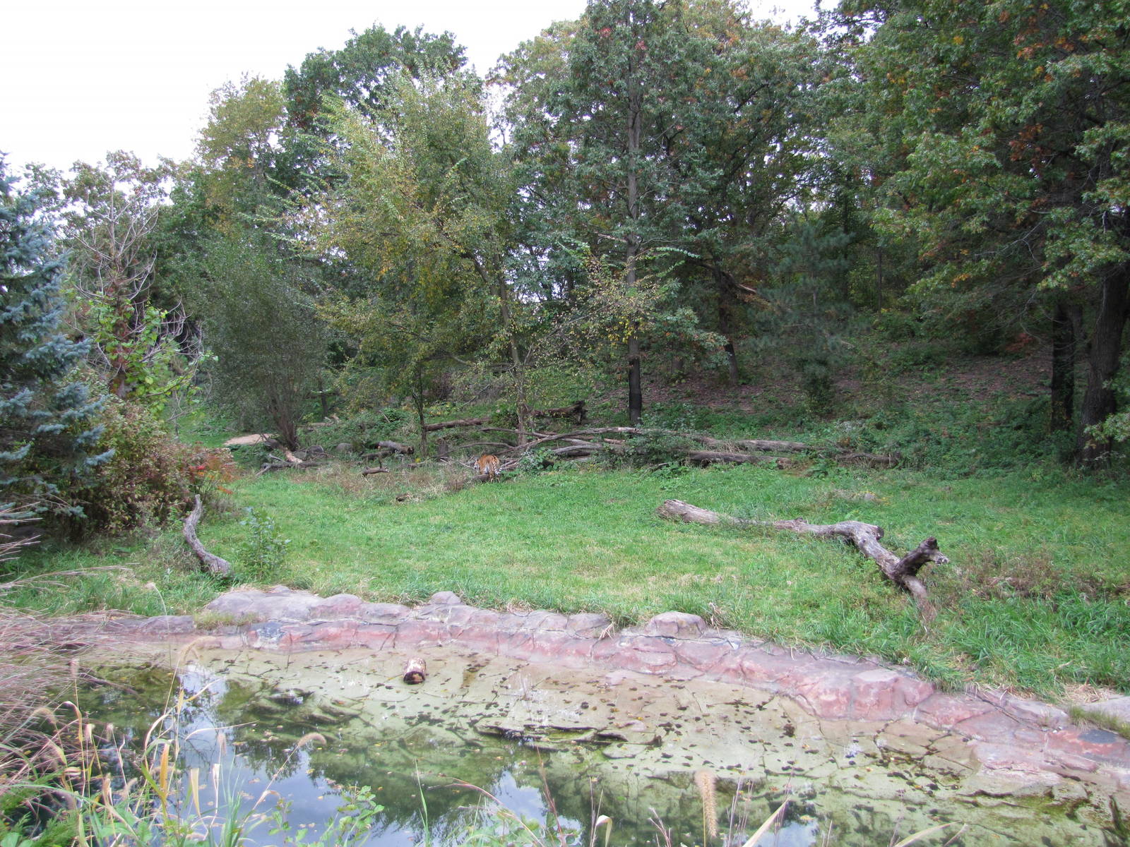 Minnesota Zoo 2010 - Part of massive Amur Tiger exhibit