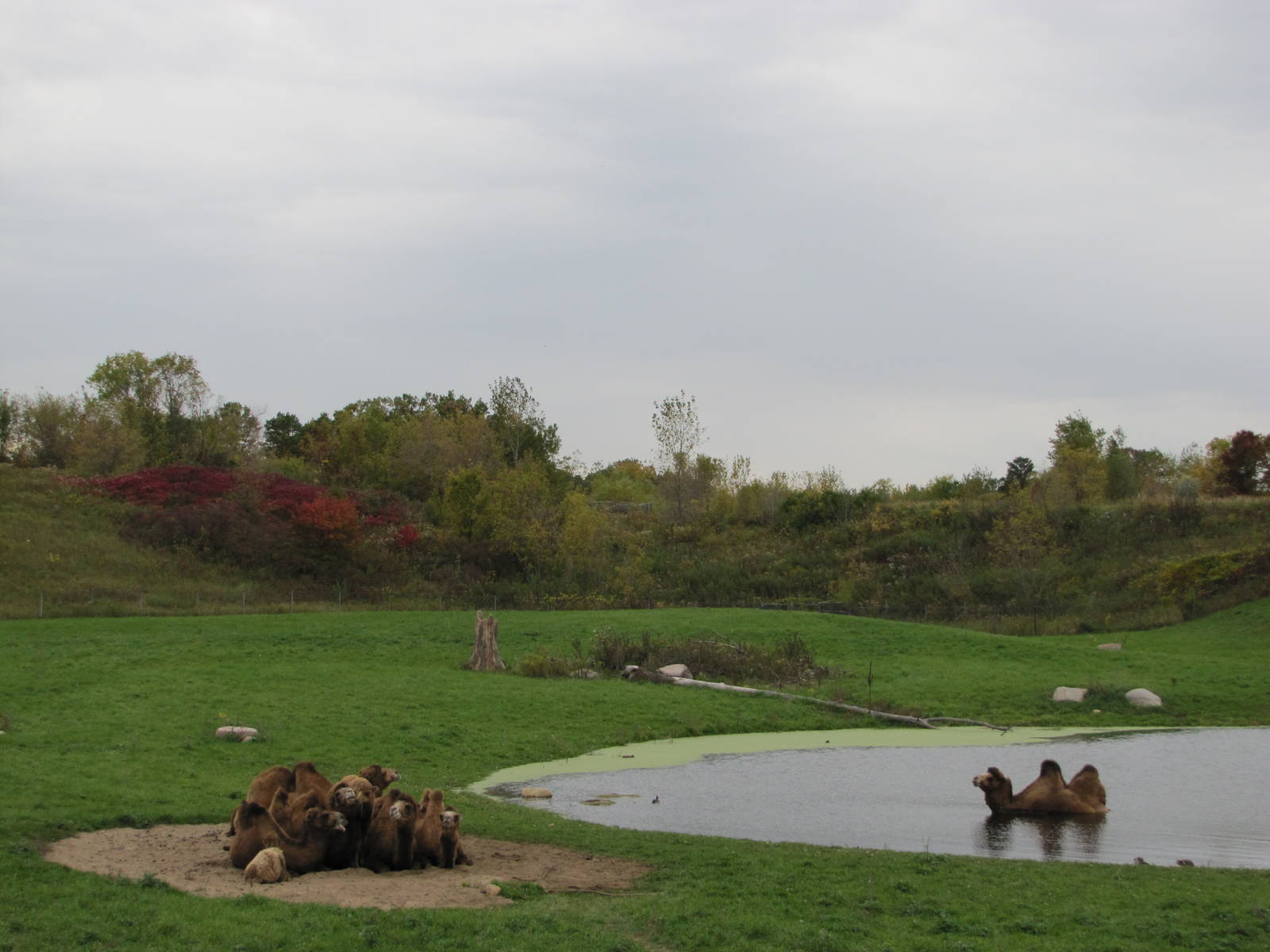 Minnesota Zoo 2010 - Part of massive Bactrian Camel exhibit