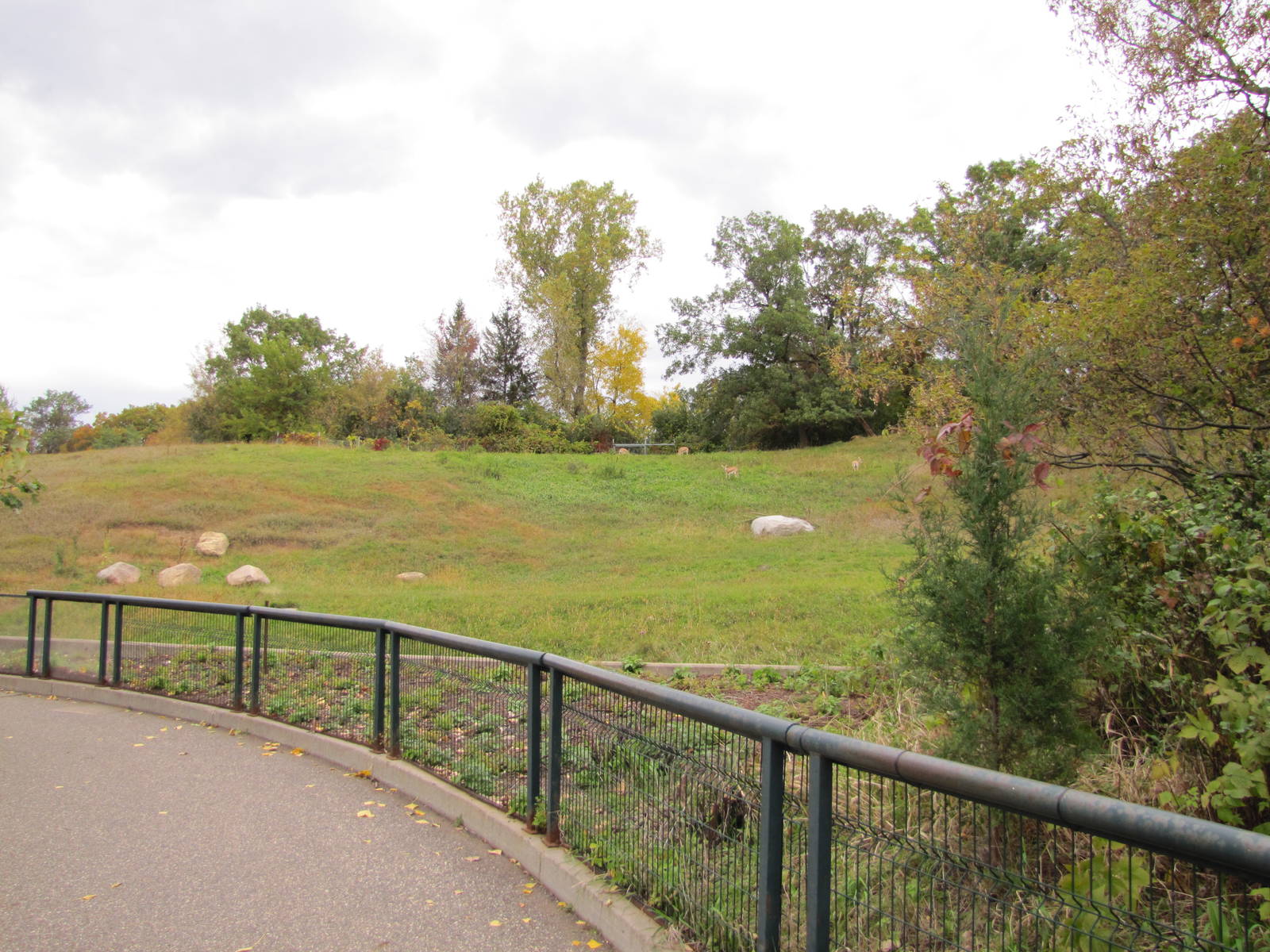Minnesota Zoo 2010 - Part of massive Goitered Gazelle exhibit