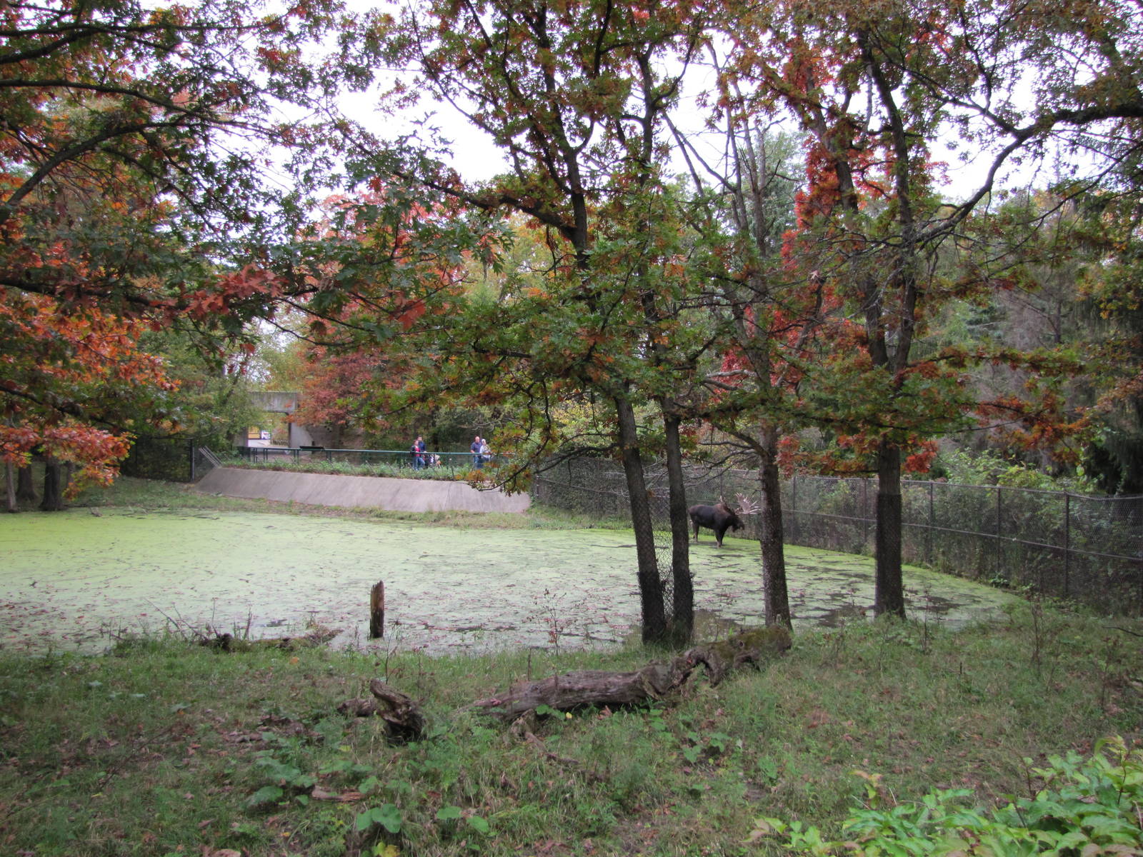 Minnesota Zoo 2010 - Part of massive Moose exhibit