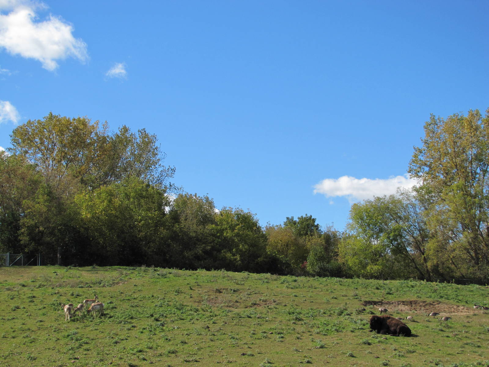 Minnesota Zoo 2010 - Pronghorn and American Bison