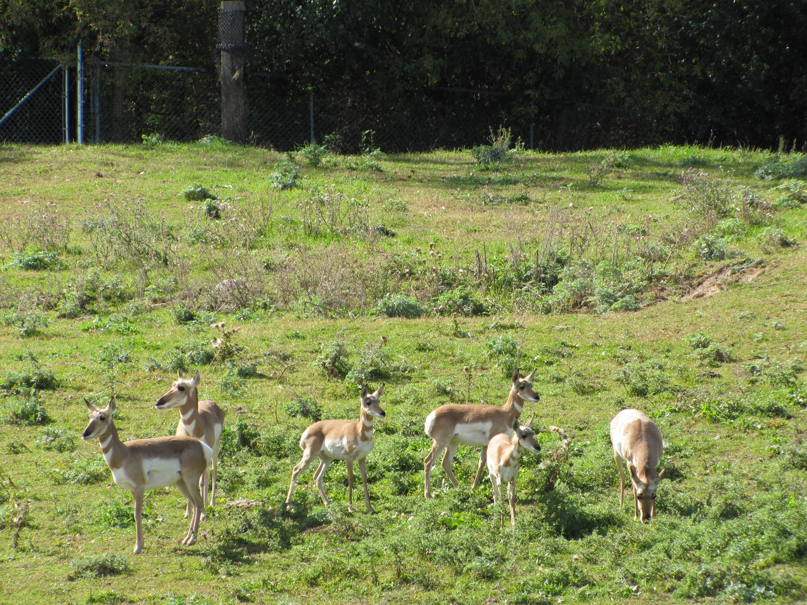 Minnesota Zoo 2010 - Pronghorn