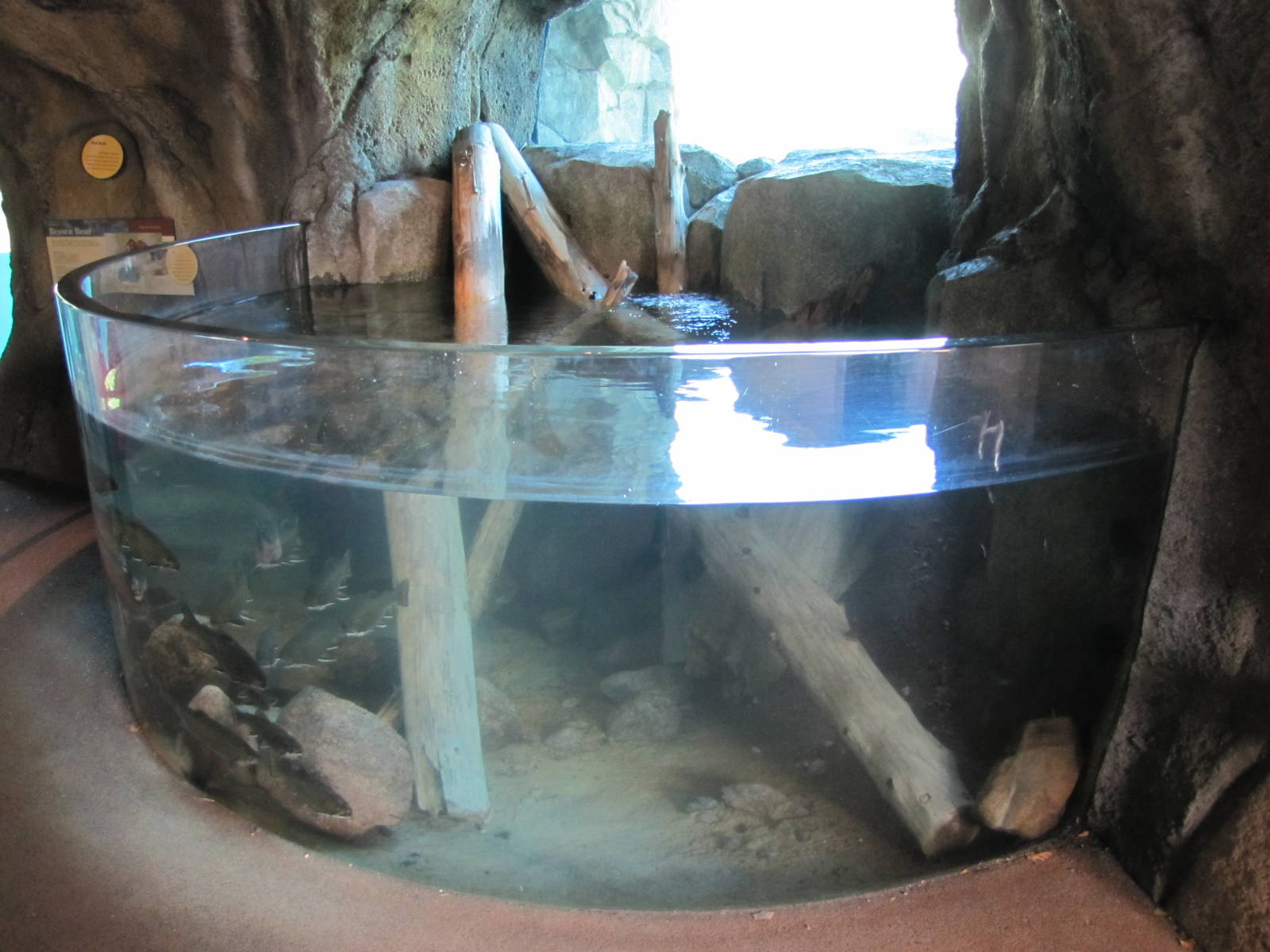 Minnesota Zoo 2010 - Salmon tank by Alaskan Brown Bear exhibit