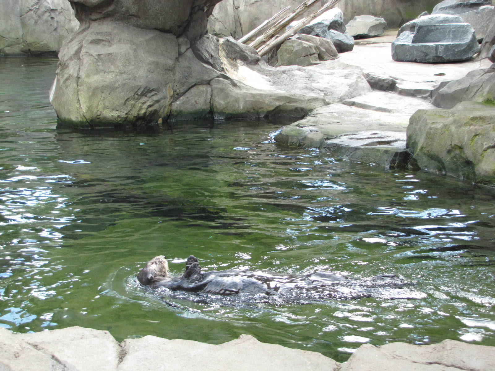 Minnesota Zoo 2010 - Sea Otter swimming in his outstanding Grizzly Coast ex