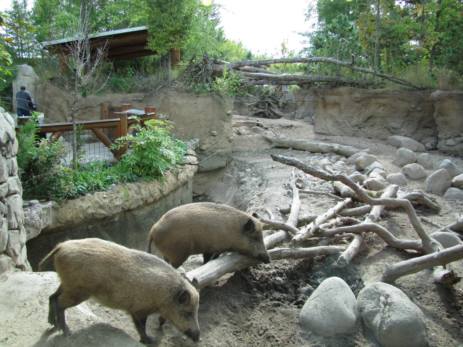 Minnesota Zoo 2010 - Second part of European Wild Boar exhibit
