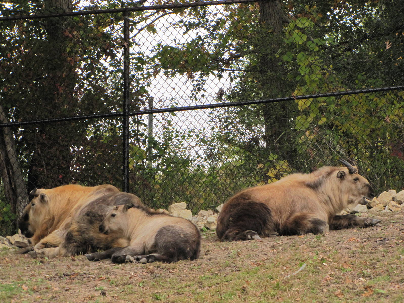 Minnesota Zoo 2010 - Sichuan Takin group