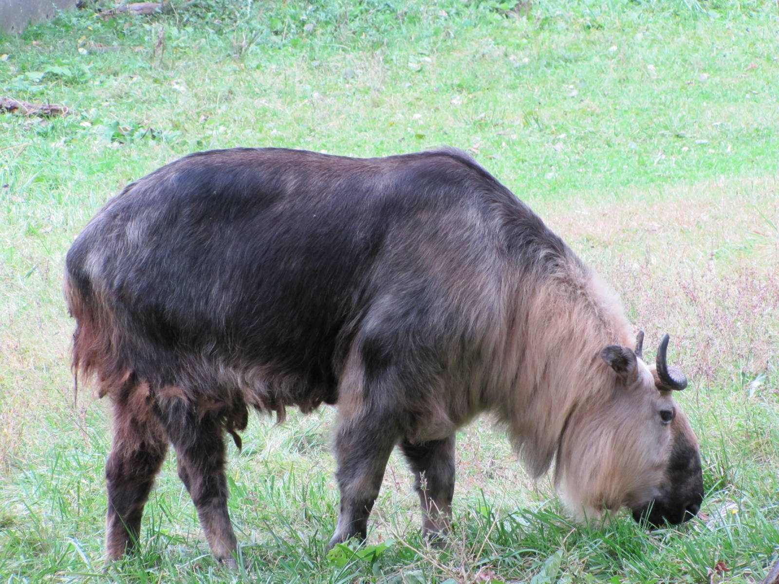 Minnesota Zoo 2010 - Sichuan Takin