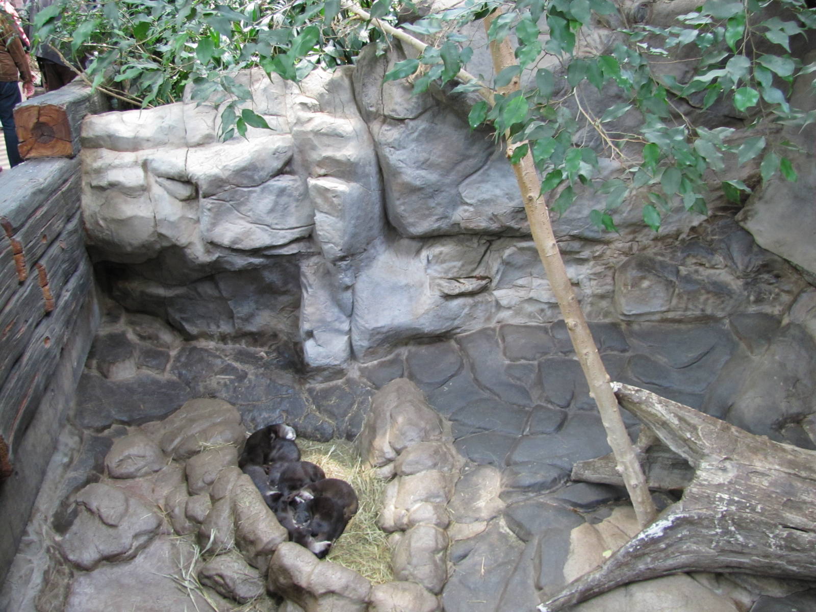Minnesota Zoo 2010 - Small-clawed Otter inside Tropics Trail