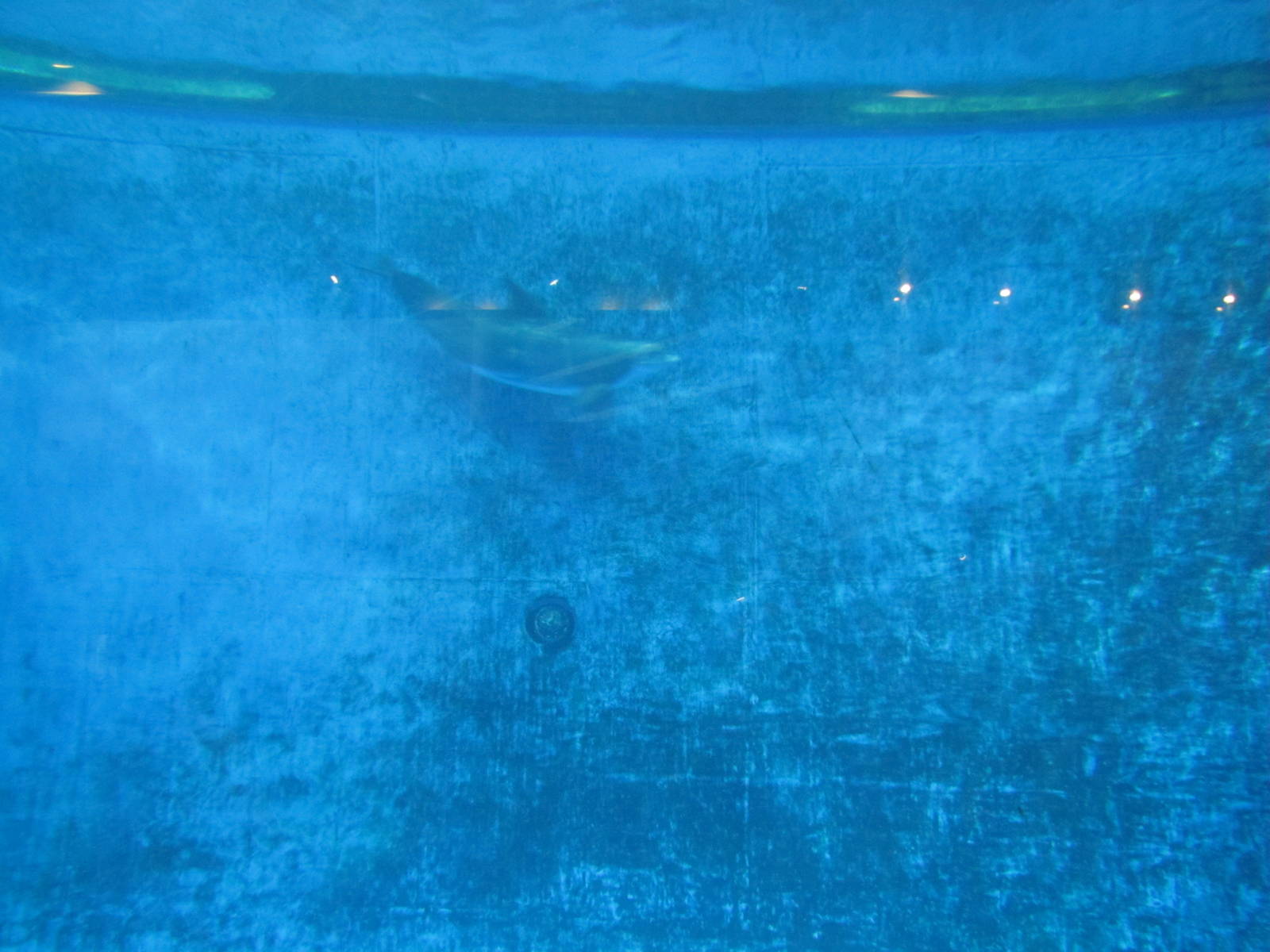 Minnesota Zoo 2010 - Underwater view of Dolphin pool in Discovery Bay