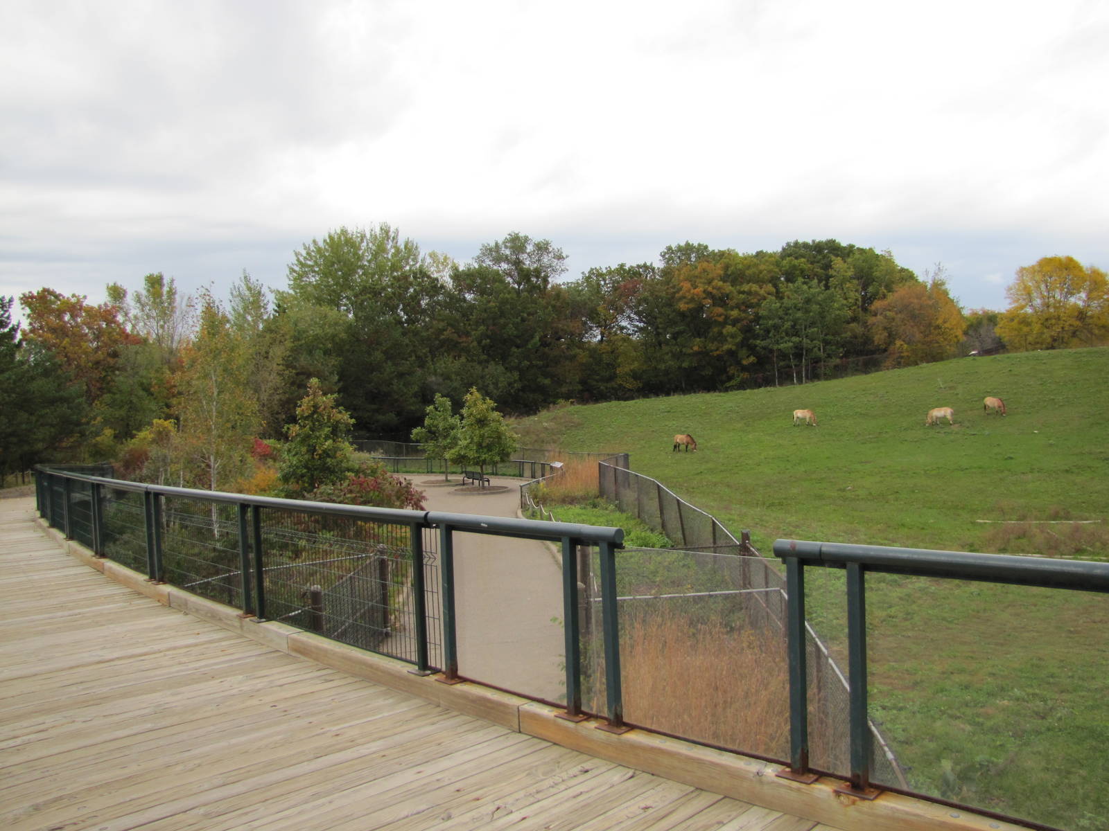 Minnesota Zoo 2010 - View over to Przewalskis Horse exhibit