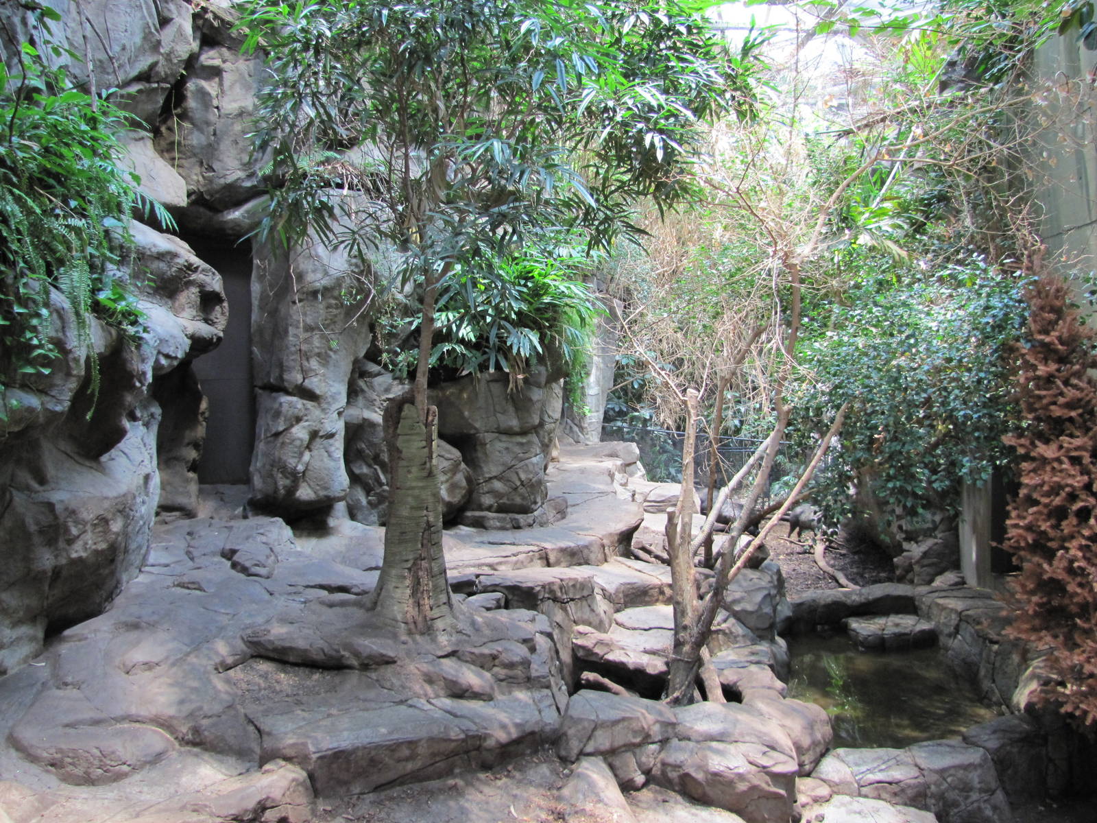 Minnesota Zoo 2010 - Visayan Warty Pig exhibit inside Tropics Trail