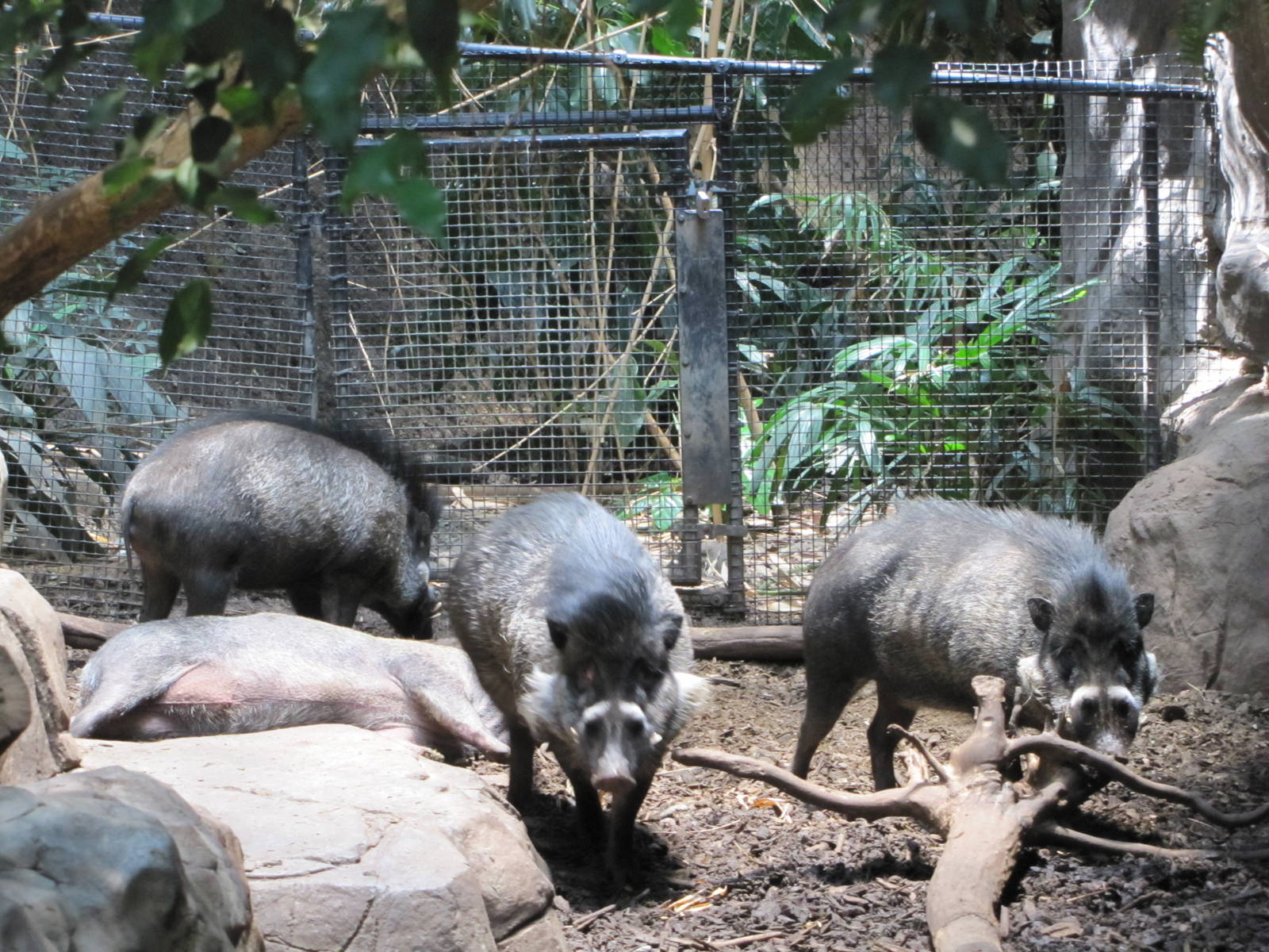 Minnesota Zoo 2010 - Visayan Warty Pig inside Tropics Trail