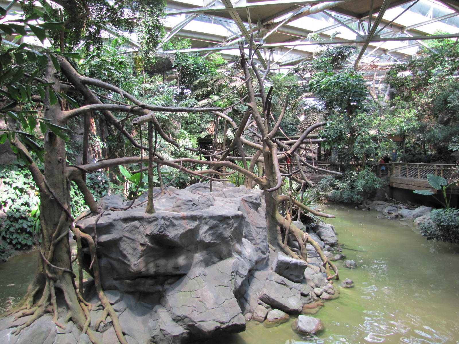 Minnesota Zoo 2010 - White-cheeked Gibbon Island inside Tropics Trail