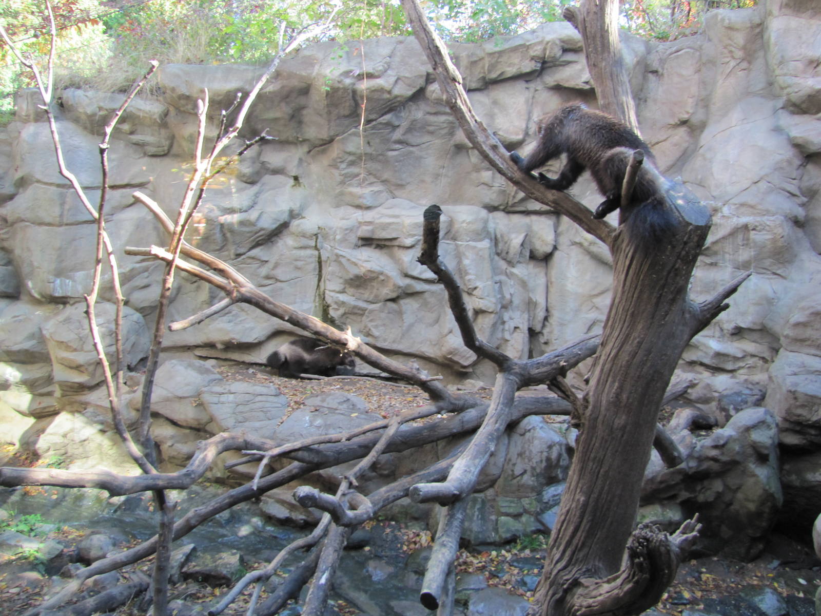 Minnesota Zoo 2010 - Wolverine exhibit in Minnesota Trail